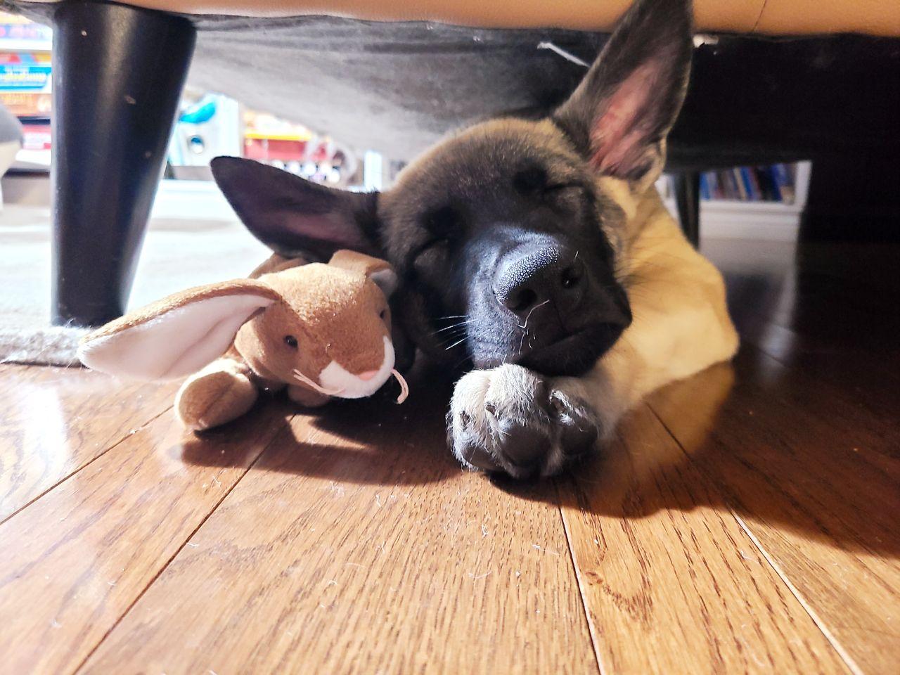 doggo!